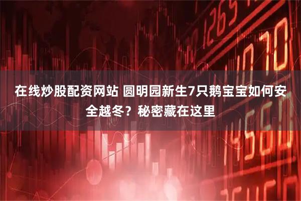 在线炒股配资网站 圆明园新生7只鹅宝宝如何安全越冬？秘密藏在这里